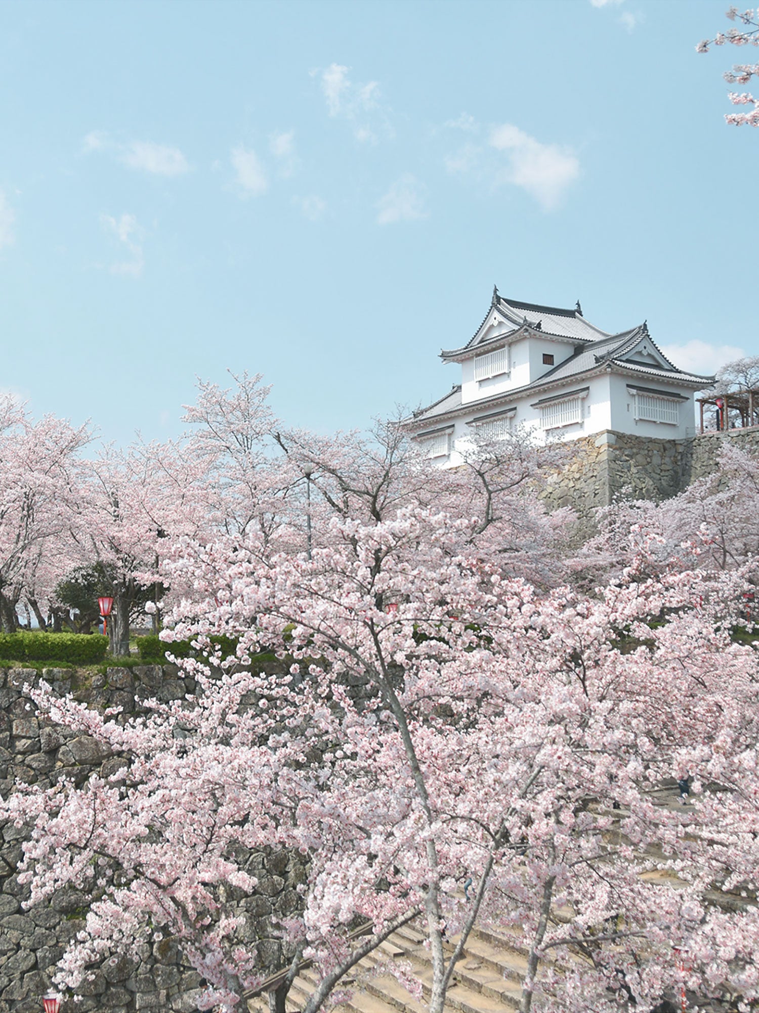 SAKURA